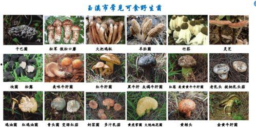 野生菌爆料视频下载安装,揭秘菌类世界，带你领略大自然的神奇魅力